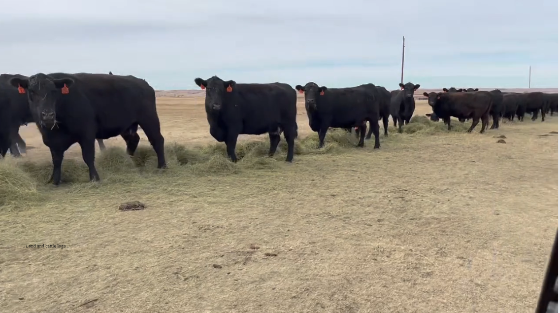 BC1212C PROGRAM- 3 yr olds- Bred Blk- Calve April 22nd! Real Deal Set Here!